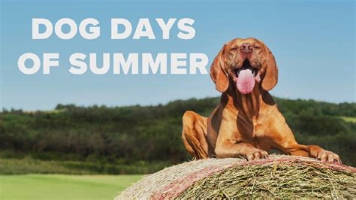 Are the dog days of summer?