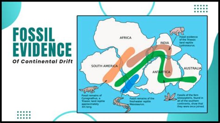 Are the evidence of continental drift?