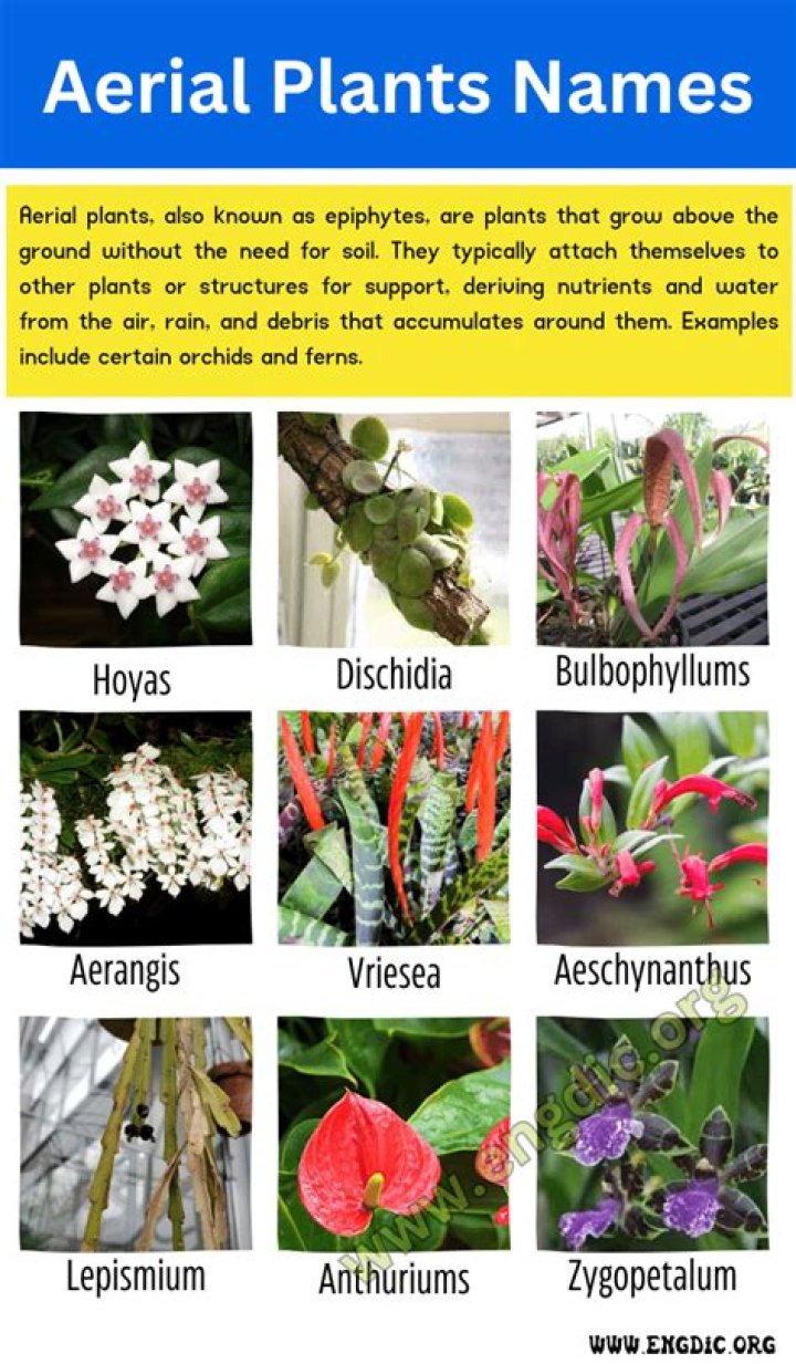 Are the example of aerial plants?