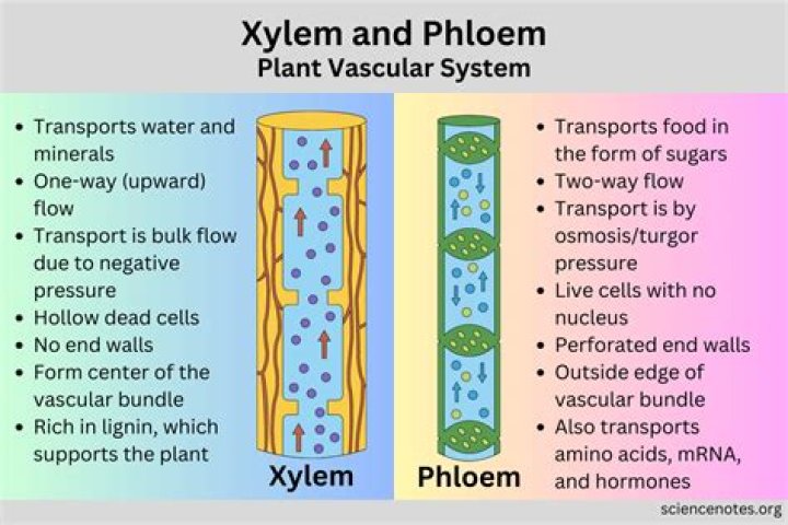 Are the functions of xylem and phloem?