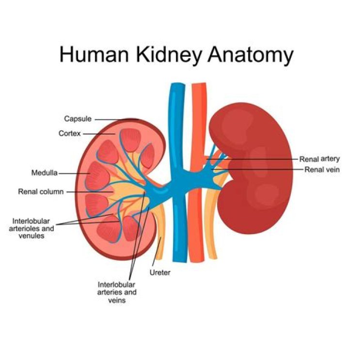 Are the kidneys apart of the hematic system?