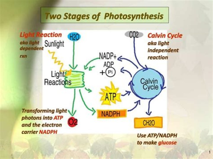 Are the two phases of photosynthesis?