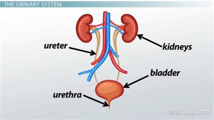 Are the urinary and excretory system the same?