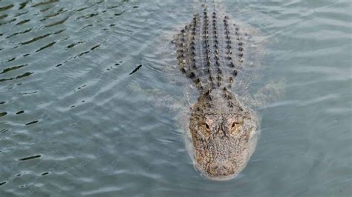 Are there alligators in the intracoastal?
