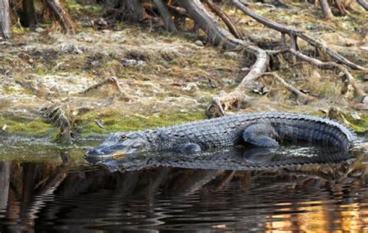 Are there alligators in the suwannee river?