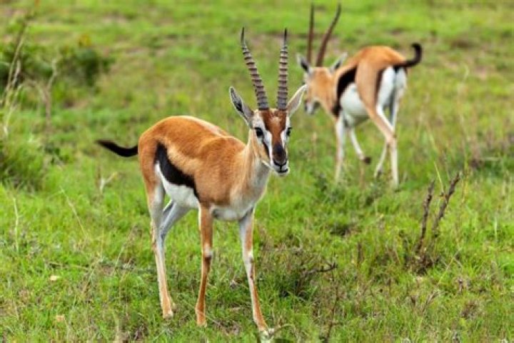 Are there gazelles in america?