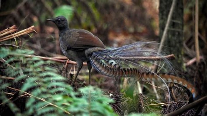 Are there lyrebirds in tasmania?