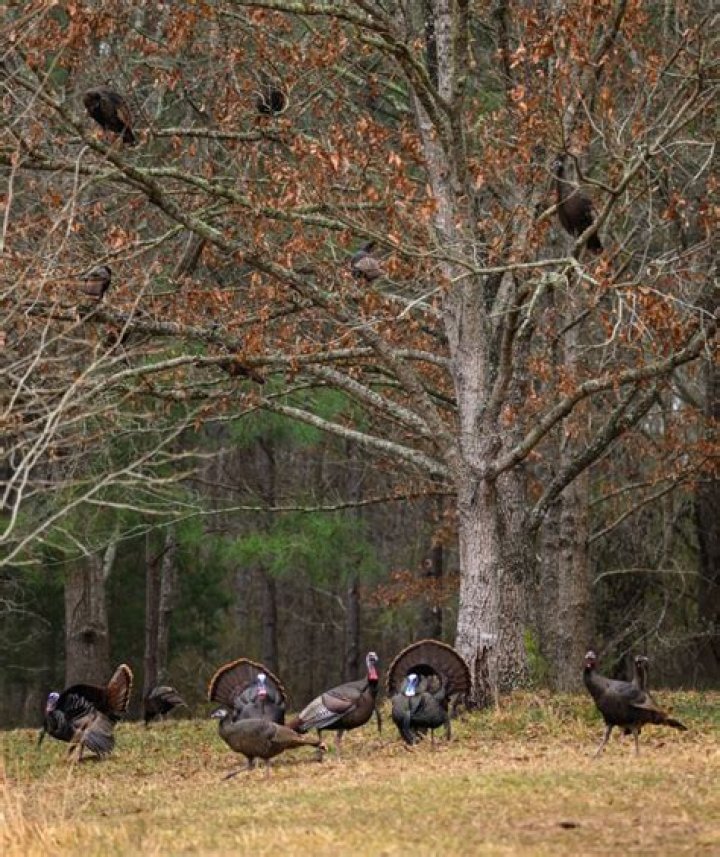 Are there merriam turkeys in missouri?