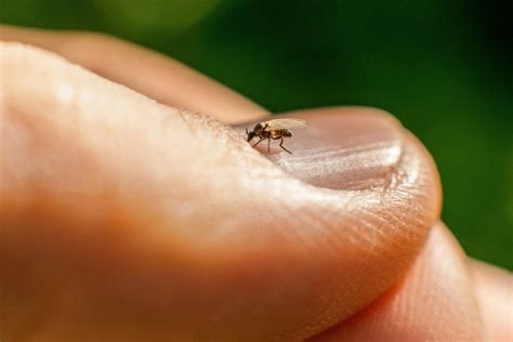 Are there midges in the orkneys?