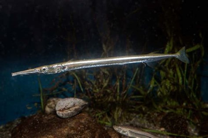 Are there needlefish in florida?
