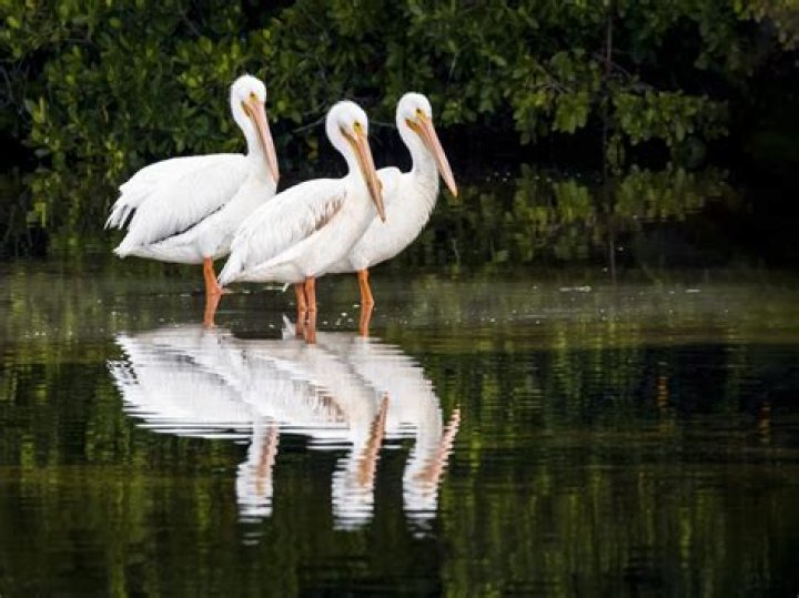 Are there pelicans in wisconsin?