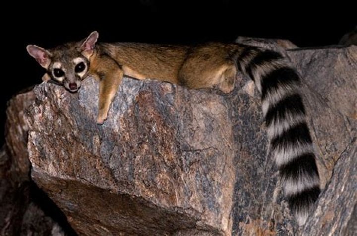 Are there ringtail cats in colorado?