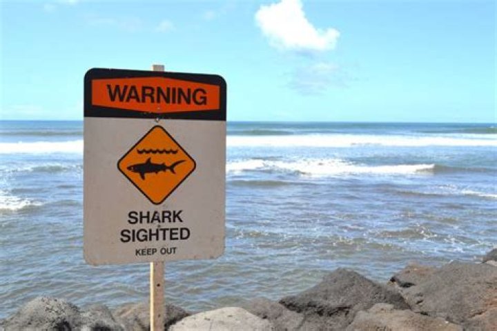 Are there sharks in waimea bay?