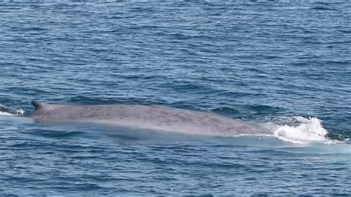 Are there whales in lake champlain?