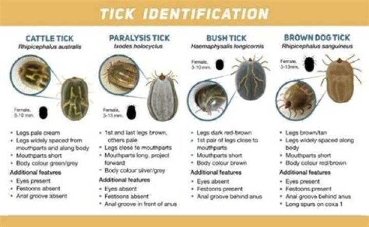 Are ticks considered parasites?