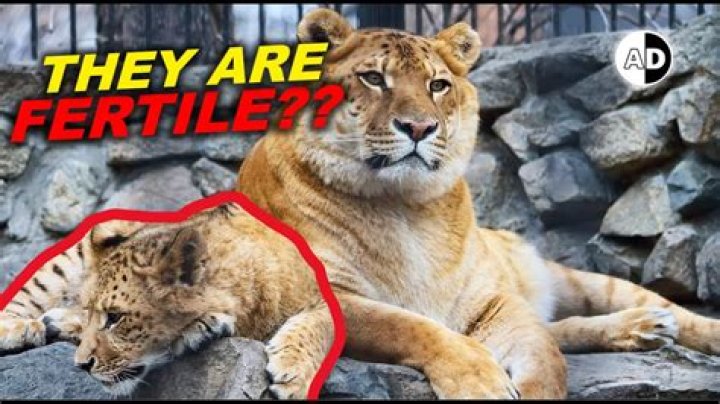 Are tigons and ligers sterile?