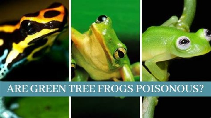 Are tree frogs poisonous?