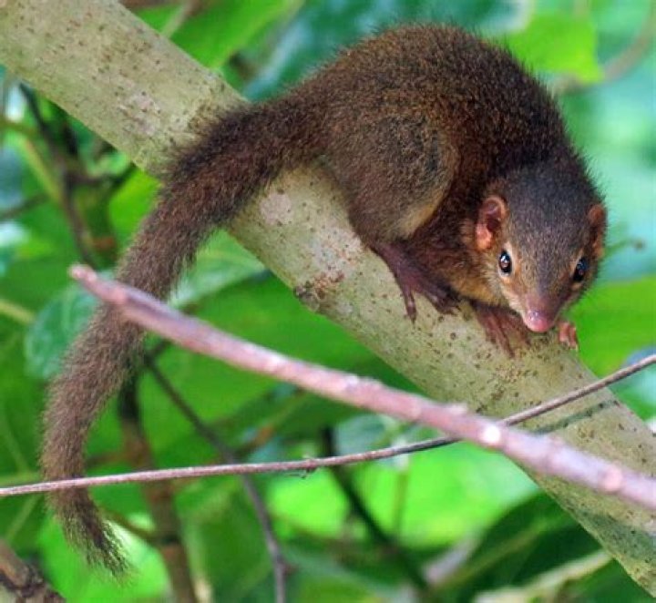 Are tree shrews primates?