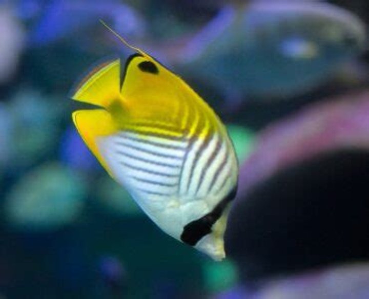 Are tropical fish saltwater?