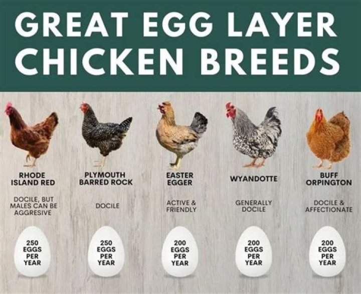 Are turkens good egg layers?