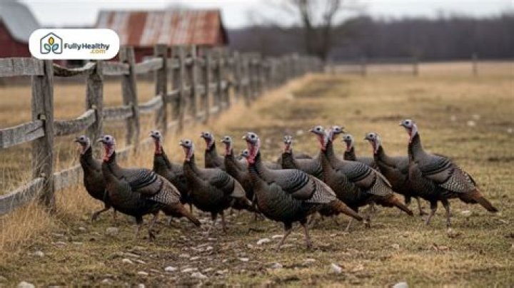 Are turkeys called a flock?