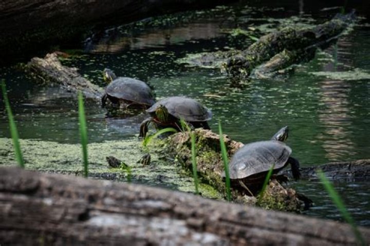 Are turtle eggs leathery?