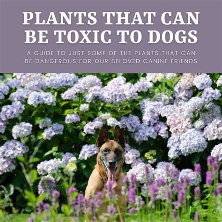 Are vines toxic to dogs?