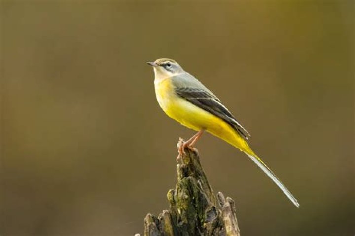 Are wagtails in decline?