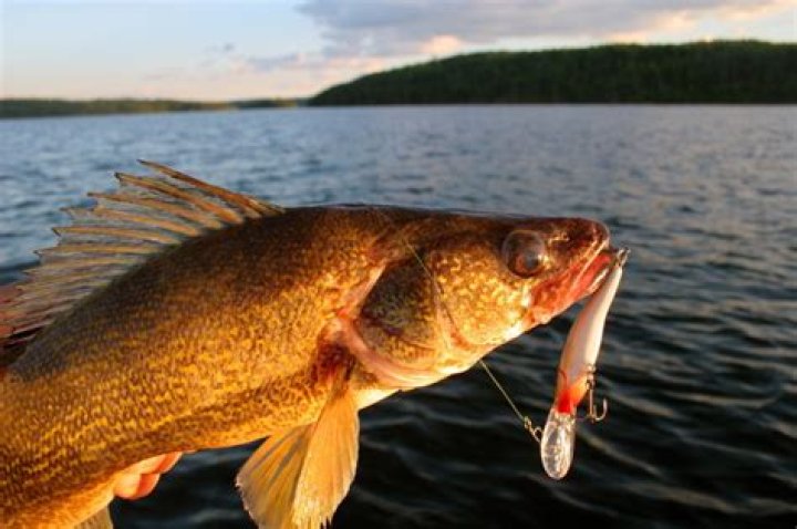 Are walleye line shy?