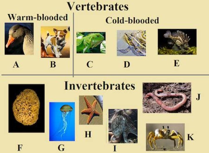 Are warm blooded invertebrates?