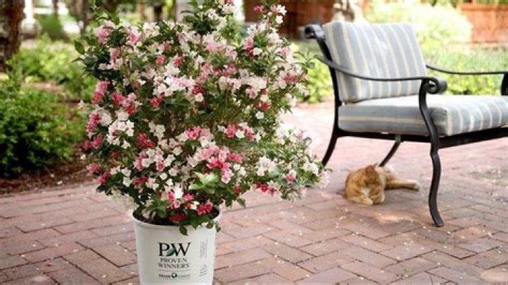 Are weigela poisonous to dogs?