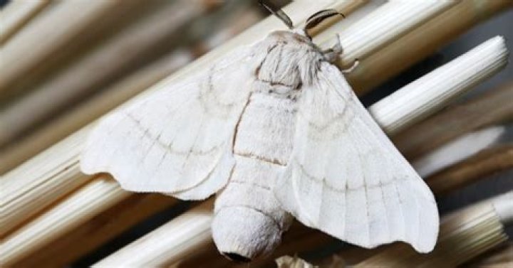 Are white moths poisonous?