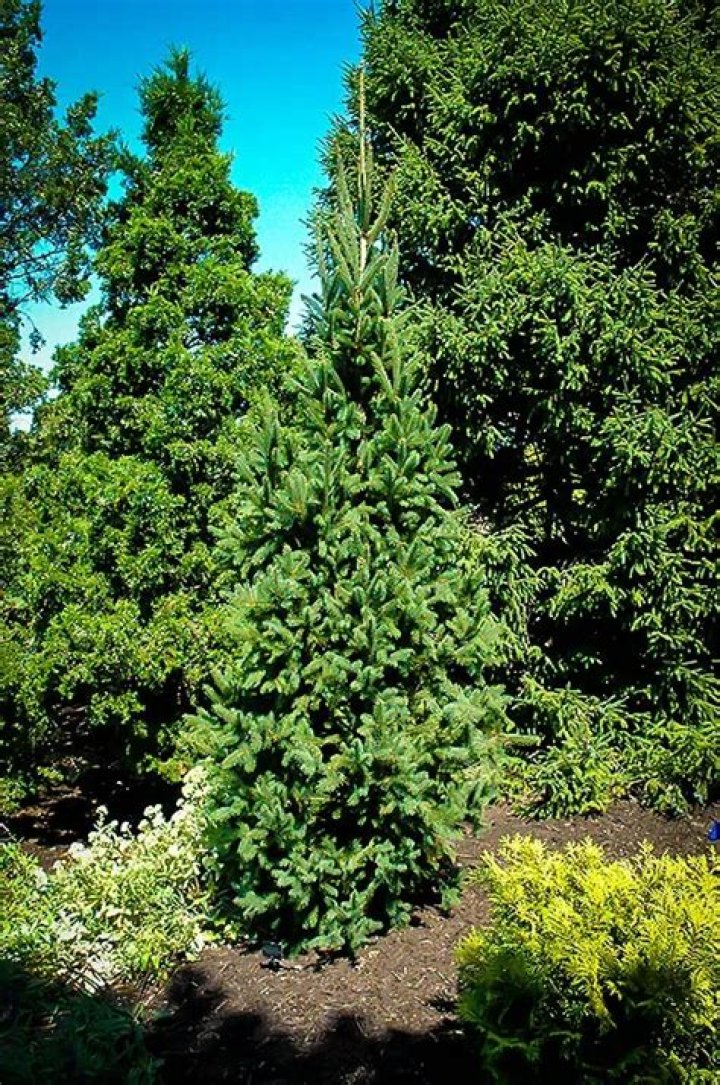 Are white spruce deer resistant?
