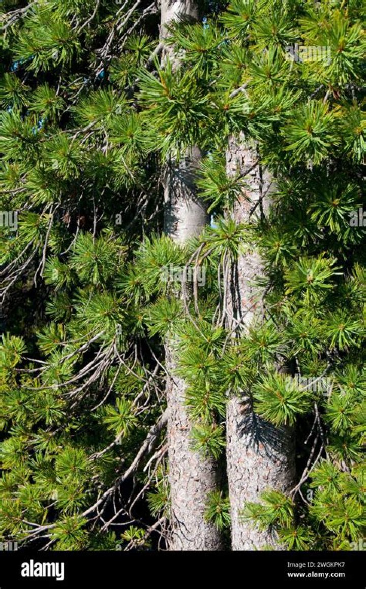Are whitebark pines extinct?