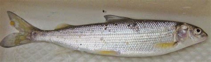 Are whitefish good to eat?
