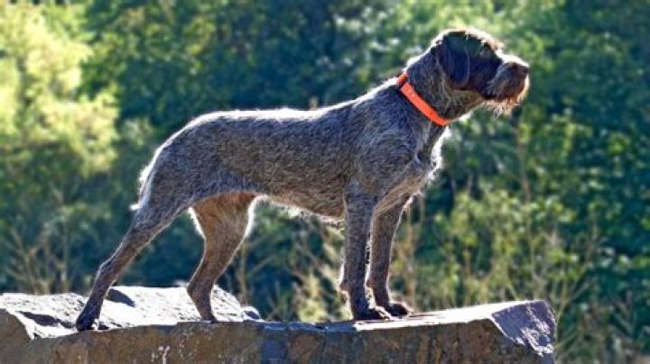 Are wirehaired pointing griffons good family dogs?