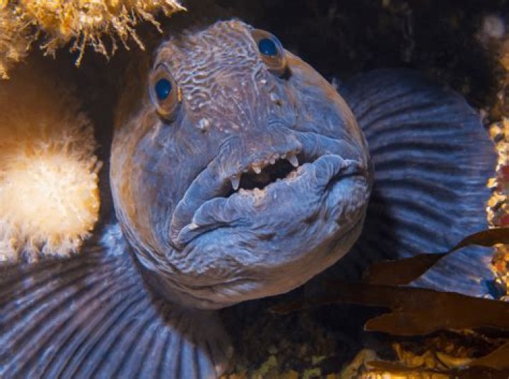 Are wolffish good to eat?