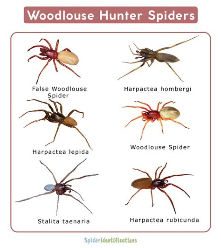Are woodlouse hunter spiders poisonous?