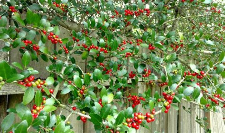 Are yaupon holly berries poisonous?