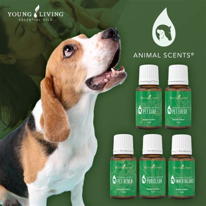 Are young living oils safe for dogs?