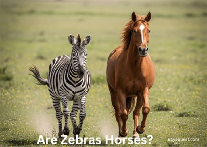 Are zebras related to horses?