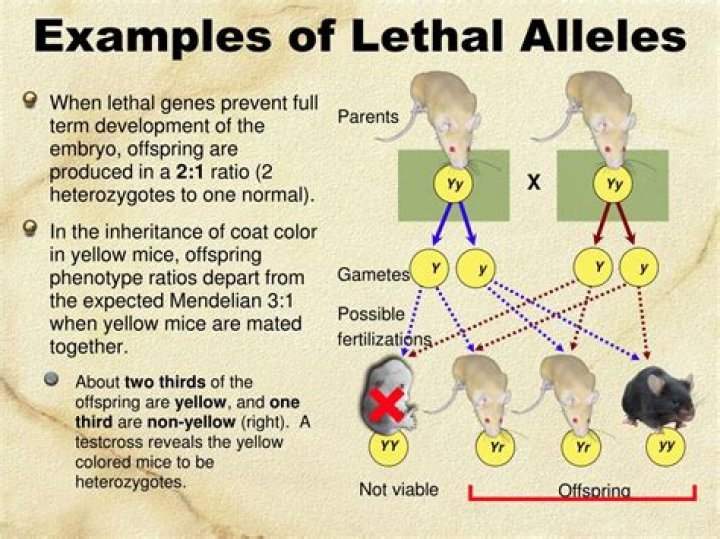 At a lethal level?