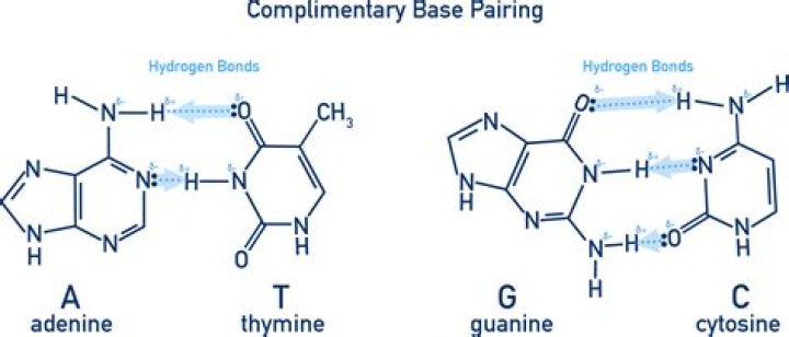 At complementary base pairing?