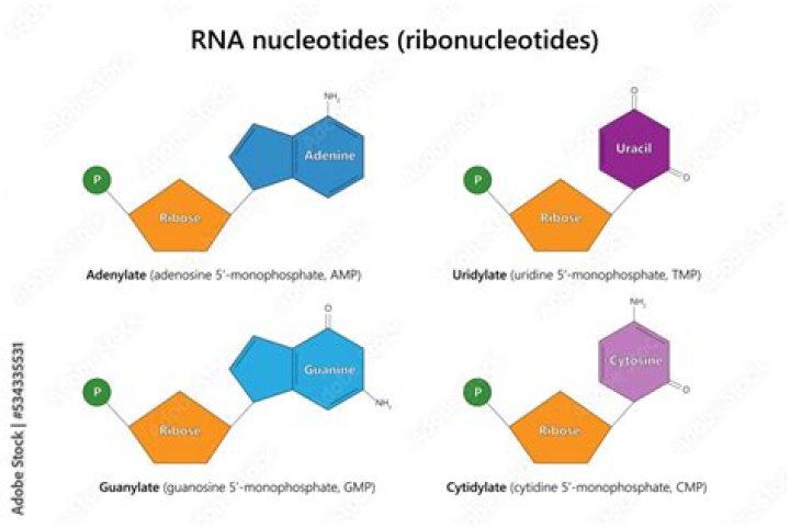At does a nucleotide consist of?