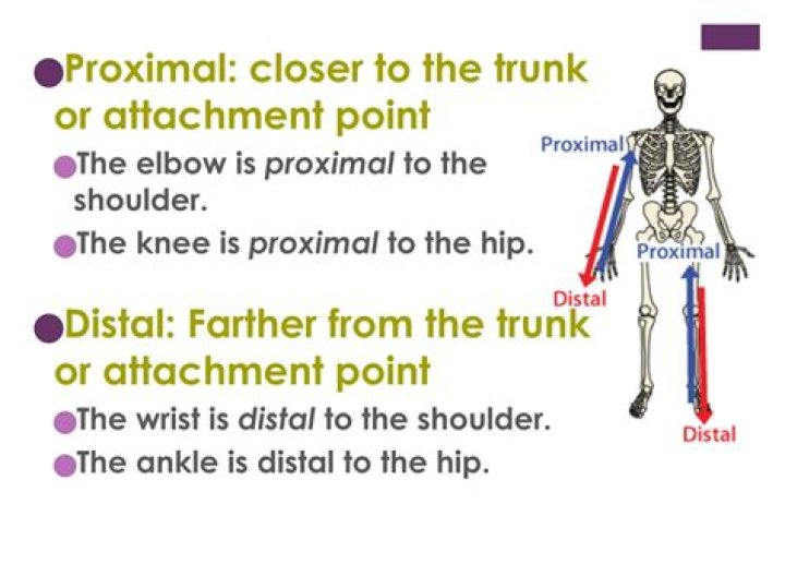 At or near the point of attachment to the trunk?