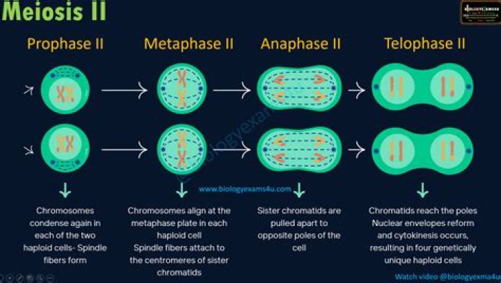 At ovulation the resulting products of meiosis are?