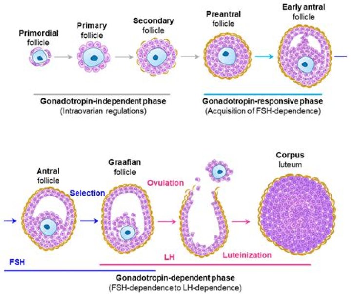 At puberty only primary follicles?