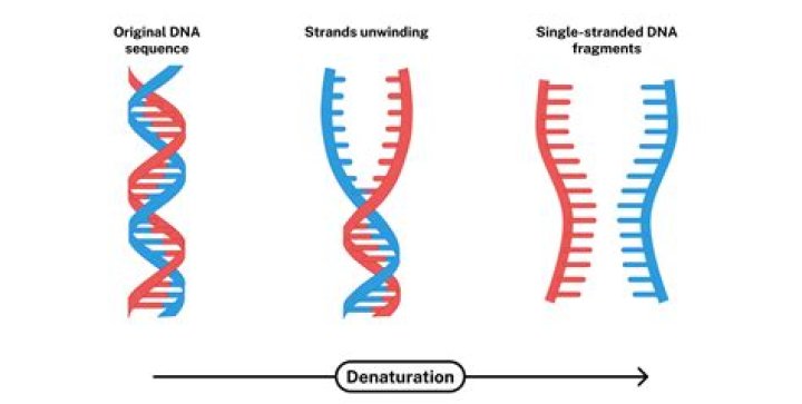 At the end of dna replication the result is?