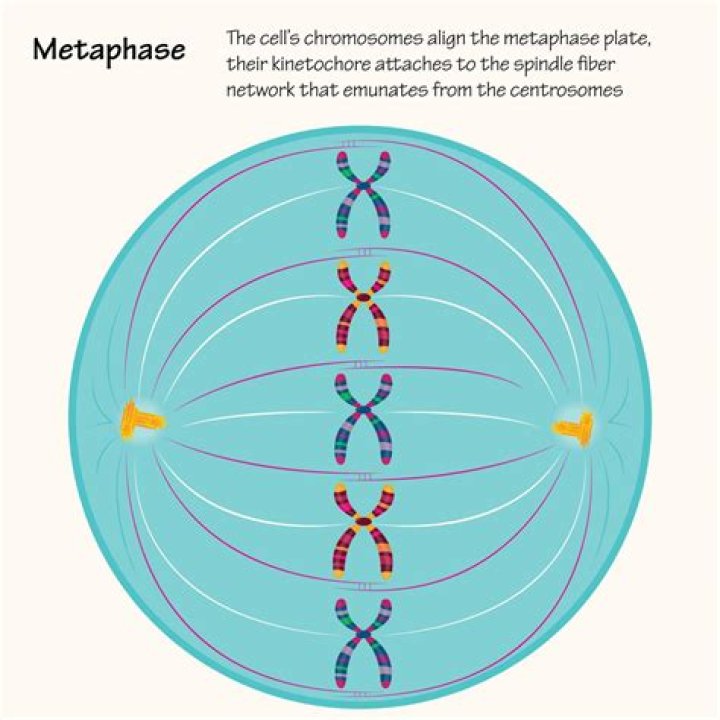 At the milestone that defines metaphase the chromosomes?