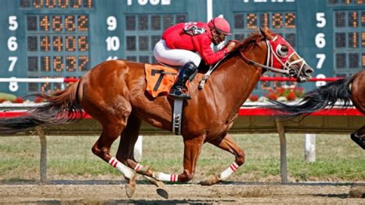 At what age do racehorses retire?